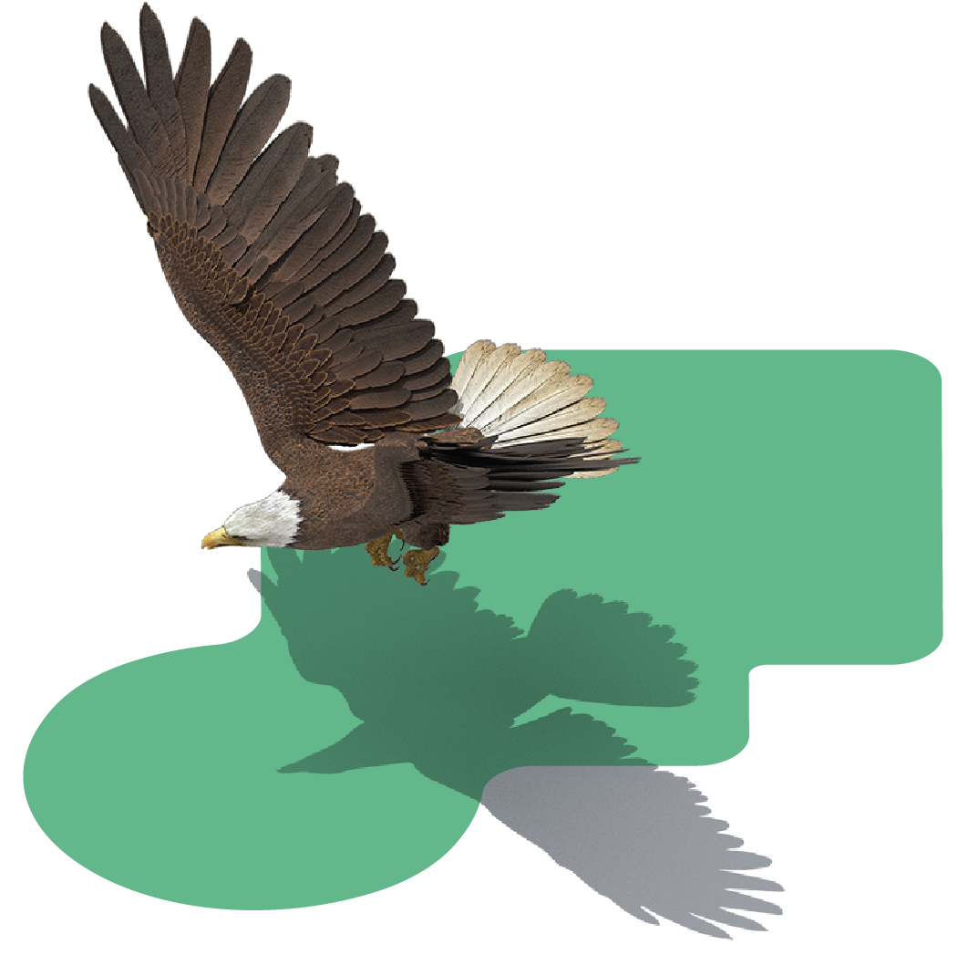 kooky eagle illustration